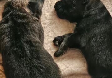 AKC German Shepherd puppies