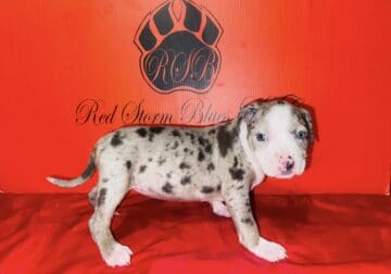 Blue Merle Bully Puppies UKC