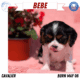 AKC CAVALIER PUPS