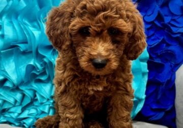 Mini Double Doodles!!! – $1,800