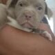 Bully Puppies Ready for Homes!