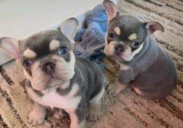 Baby frenchies