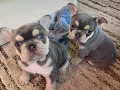 Baby frenchies