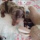 CKC DACHSHUND MINI CHOCOLATE DAPPLE MAVERICK
