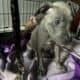 XL American Bully x APBT puppies!