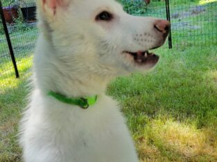 Siberian Husky puppies