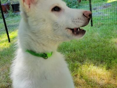 Siberian Husky puppies