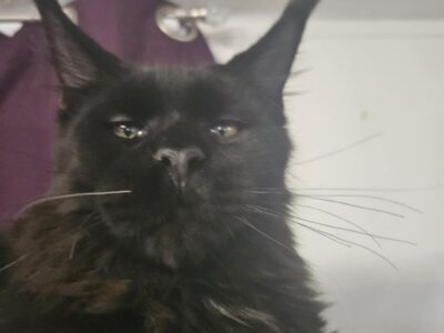 European Maine Coon kitten. Parents were i  ...