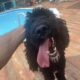Standard Poodle – Sinbad