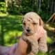 Maltipoo liter
