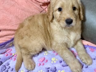 Goldendoodle Puppies- Nugget, Punky, and Big Red