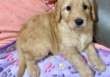 Goldendoodle Puppies- Nugget, Punky, and Big Red