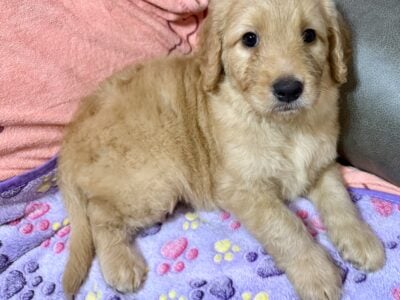 Goldendoodle Puppies- Nugget, Punky, and B  ...