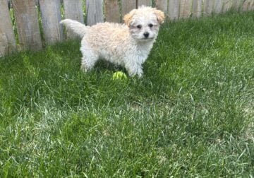 11 week old female
