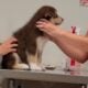 Female Alaskan Malamutes (8 weeks old)