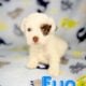 Toy poodles