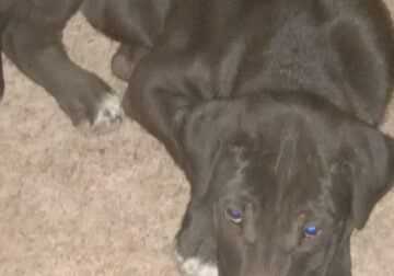 Free Puppies to Good Homes