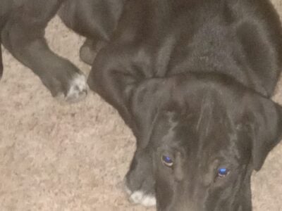 Free Puppies to Good Homes
