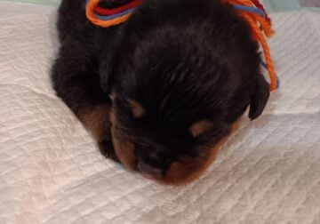 Diamond Rottweiler Kennels
