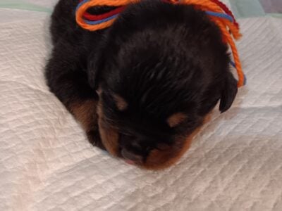 Diamond Rottweiler Kennels