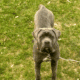 Cane Corso 6 months old