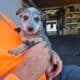 Queensland Heeler Pups!