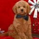 Mini Goldendoodle boy