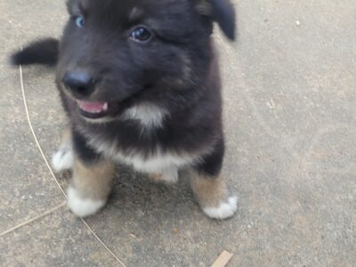 Siberian husky puppy dogs