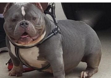 American Bully Female