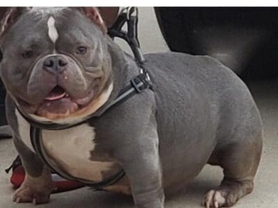 American Bully Female
