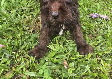 Miniature schnauzer