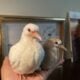 CUTE baby wild ringneck dove! Hand tame