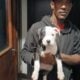 Four 8 week old pitpull for rehoming 2female/males