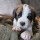 Saint Berdoodle Puppies