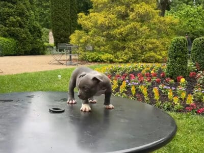 Puppies looking for a home