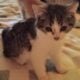 Maine Coon Mix Kittens need good Homes