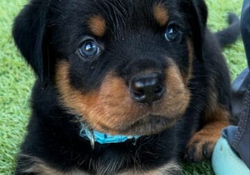 AKC Rottweiler