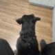 AKC Cane Corso Gentle Giant