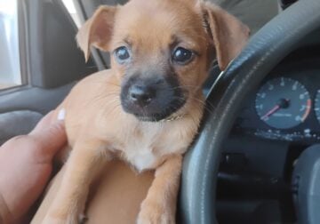 Chihuahua mix pupies