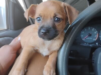 Chihuahua mix pupies