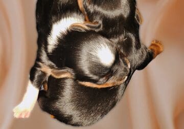 Female parti Yorkie coming soon