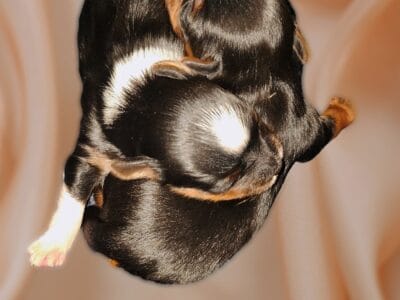 Female parti Yorkie coming soon