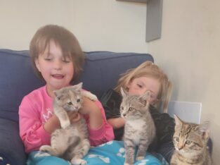 Kittens – Great as Mousers or as Pets