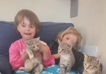 Kittens – Great as Mousers or as Pets