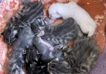 Bengal Maine coon kittens
