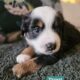 Minature Australian Shepherds
