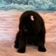 AKC Newfoundland’s Full Registration