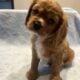 Pure bred King Charles Cavalier Spaniel puppies