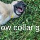 Purebred Anatolian puppies