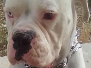 Big boy stud